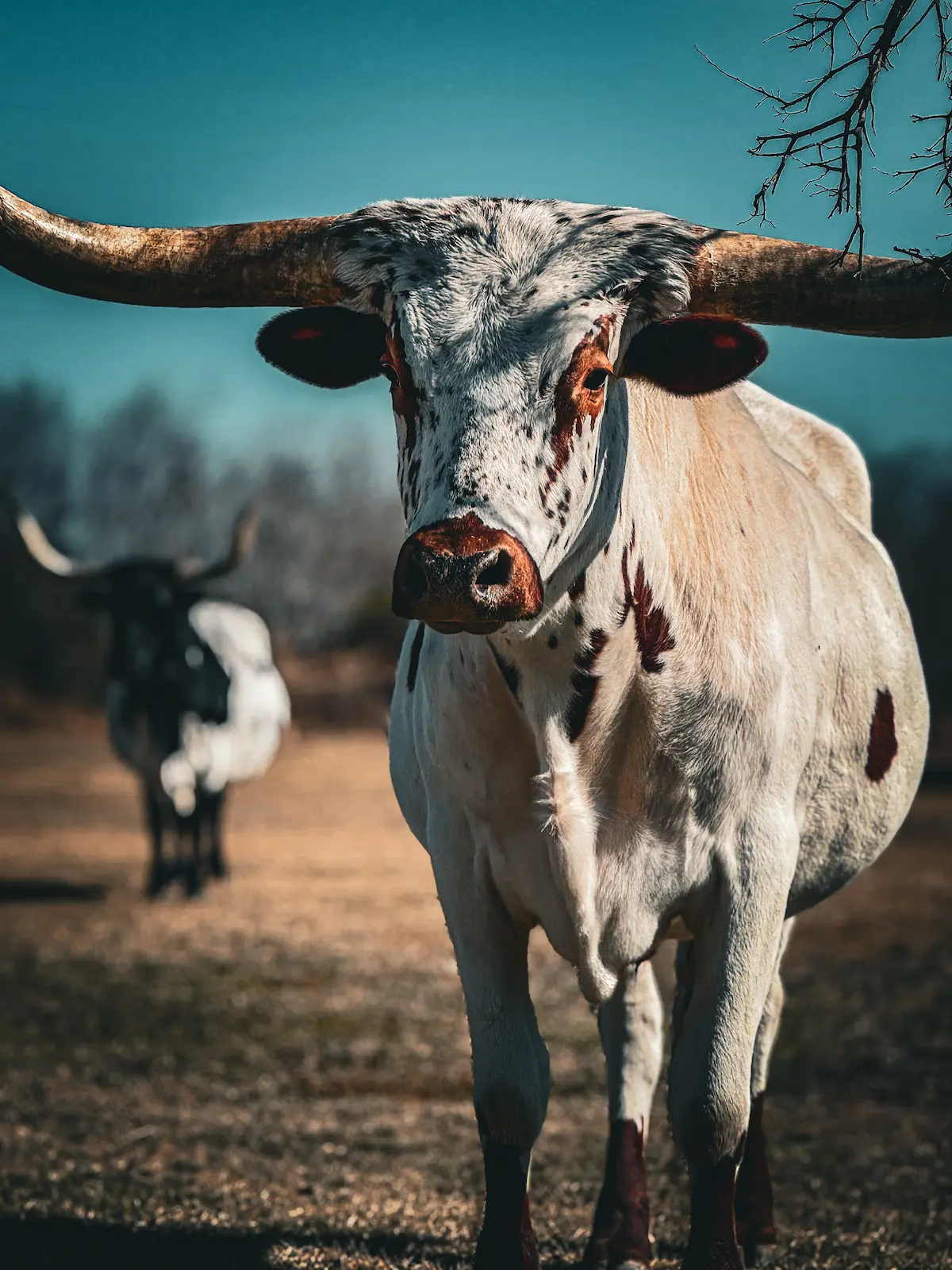 longhorns on the property longhorns on the property